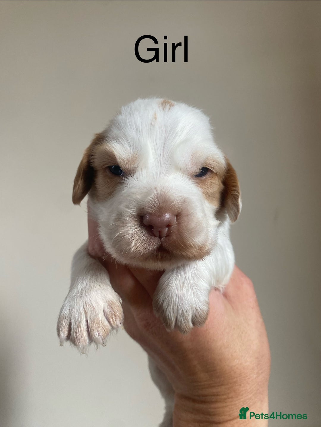 Cocker Spaniel dogs for sale: Cocker spaniel puppies for sale  - Image 6