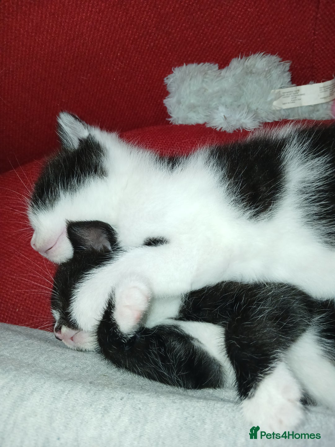 RagaMuffin cats for sale: 2 ragamuffin mixed breed kittens. Nearly 8 weeks - Image 6
