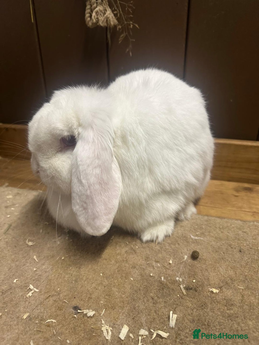 Dwarf Lop rabbits for sale:  2 dwarf lop does  - Advert 2