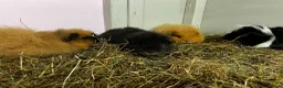Guinea Pig rodents for sale: Ginger Swiss Retired Sow  - Advert 10