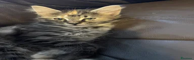 Mixed Breed Kitten 3