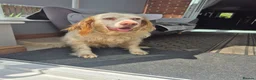 English Setter dogs for adoption: Arlo! in Malton - Advert 6