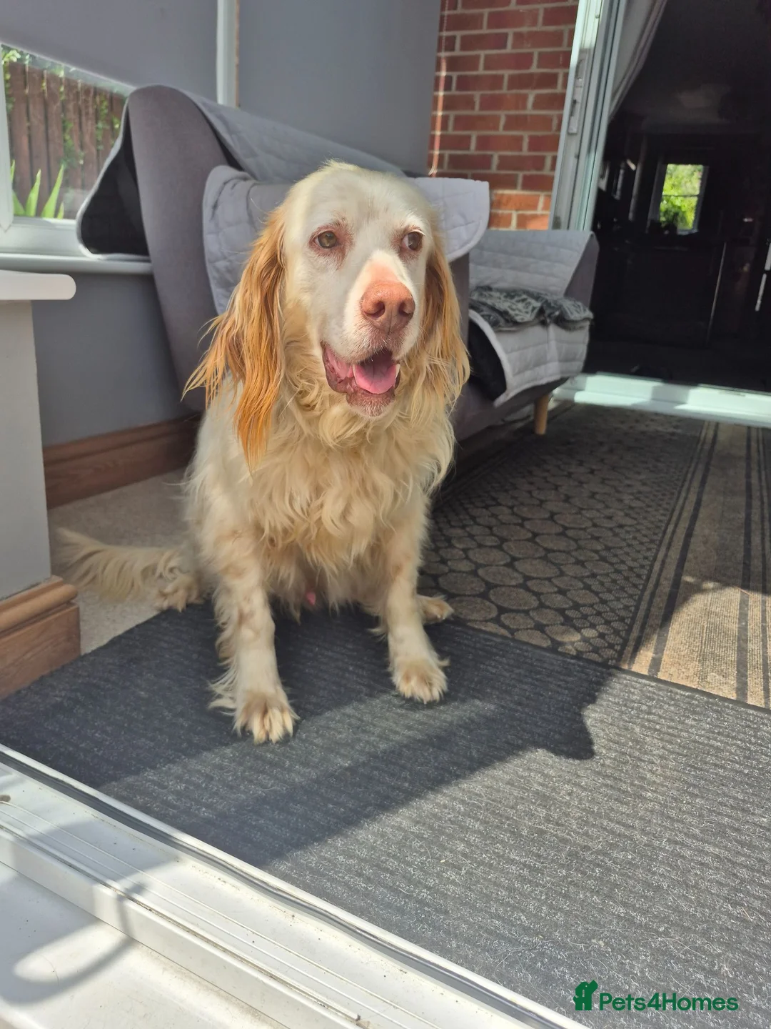 English Setter dogs for adoption: Arlo! in Malton - Advert 6