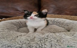 British Longhair cats for sale: 3 female bsh cross  - Image 10