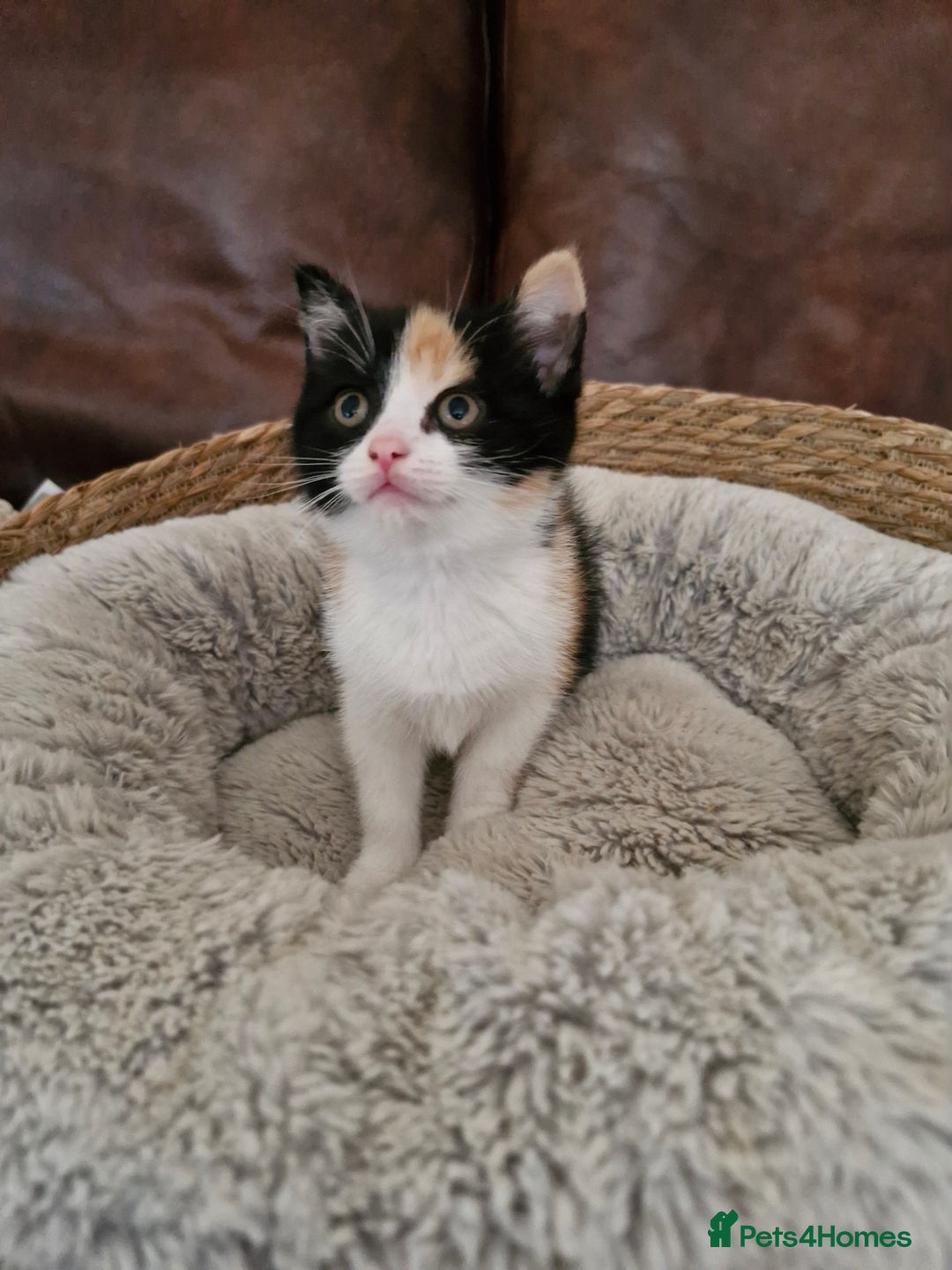British Longhair cats for sale: 3 female bsh cross  - Image 10