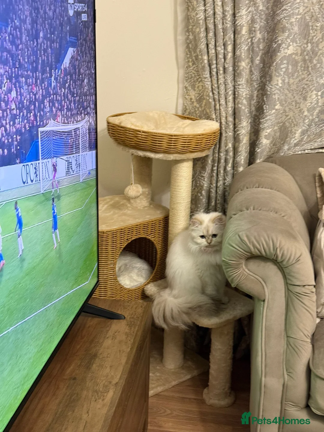 British Longhair cats for sale: PRINCESS Porscha - Advert 3