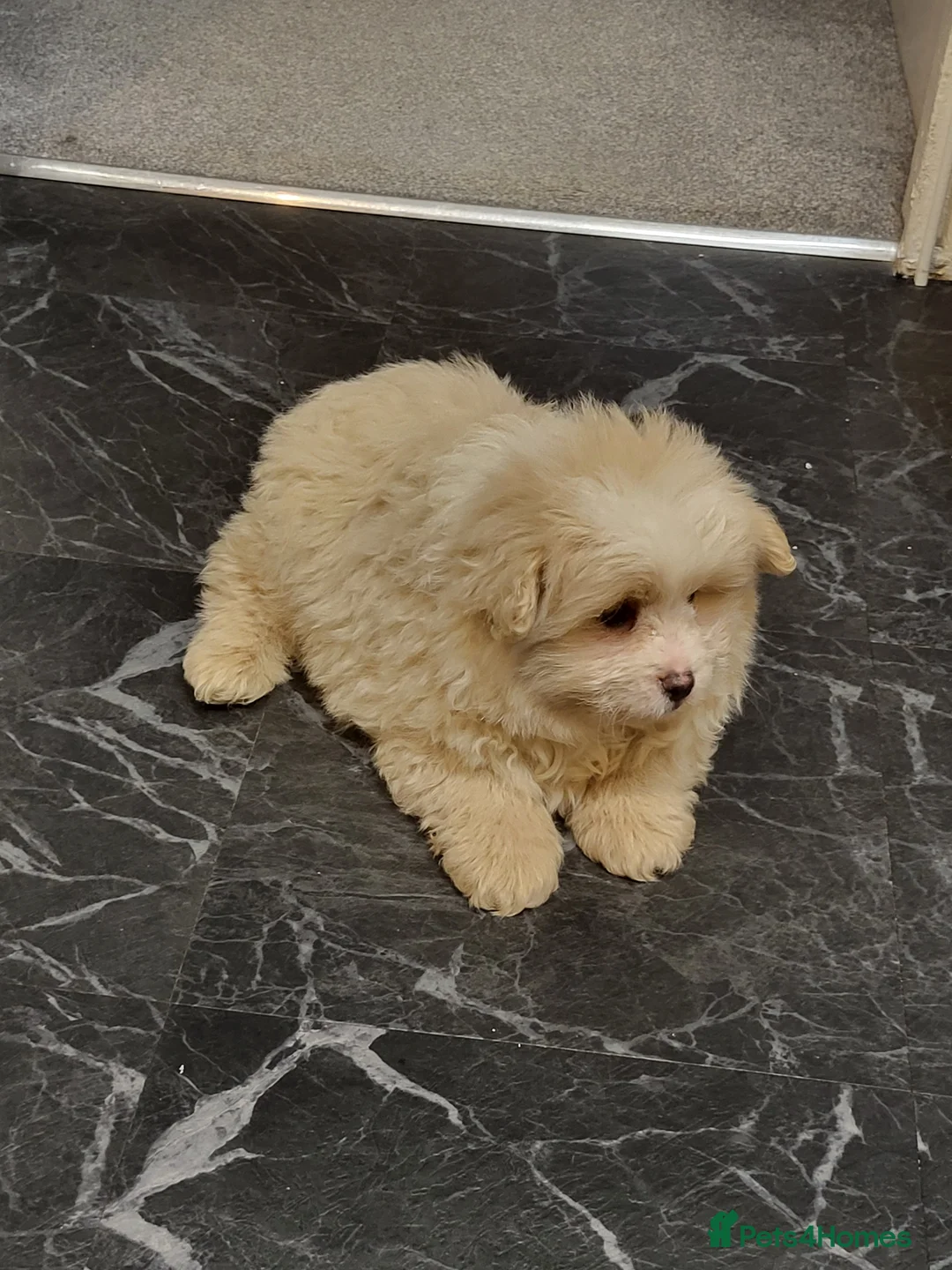 Pomapoo dogs for sale: Stunning Pomapoo Boys Looking for Love 🐾 - Advert 1