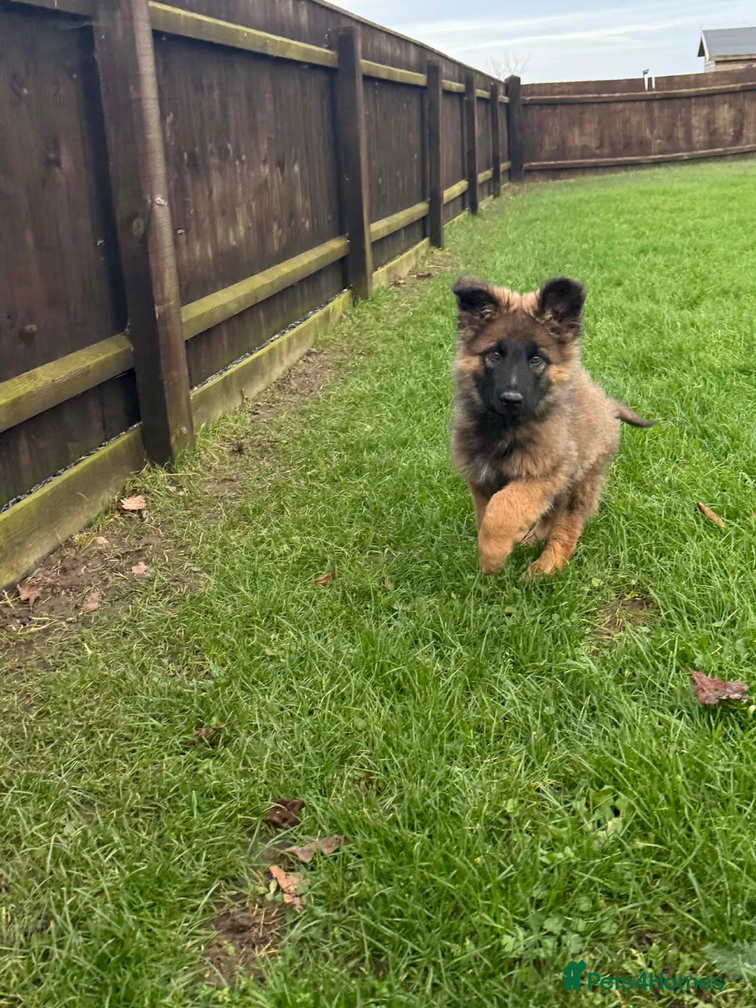 German Shepherd dogs for sale: Beautiful Litter of German Shepherd Puppies - Advert 38