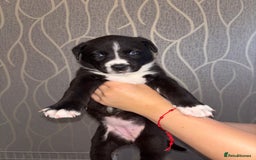 Mixed Breed dogs for sale: Husky Mix Puppies  - Image 8