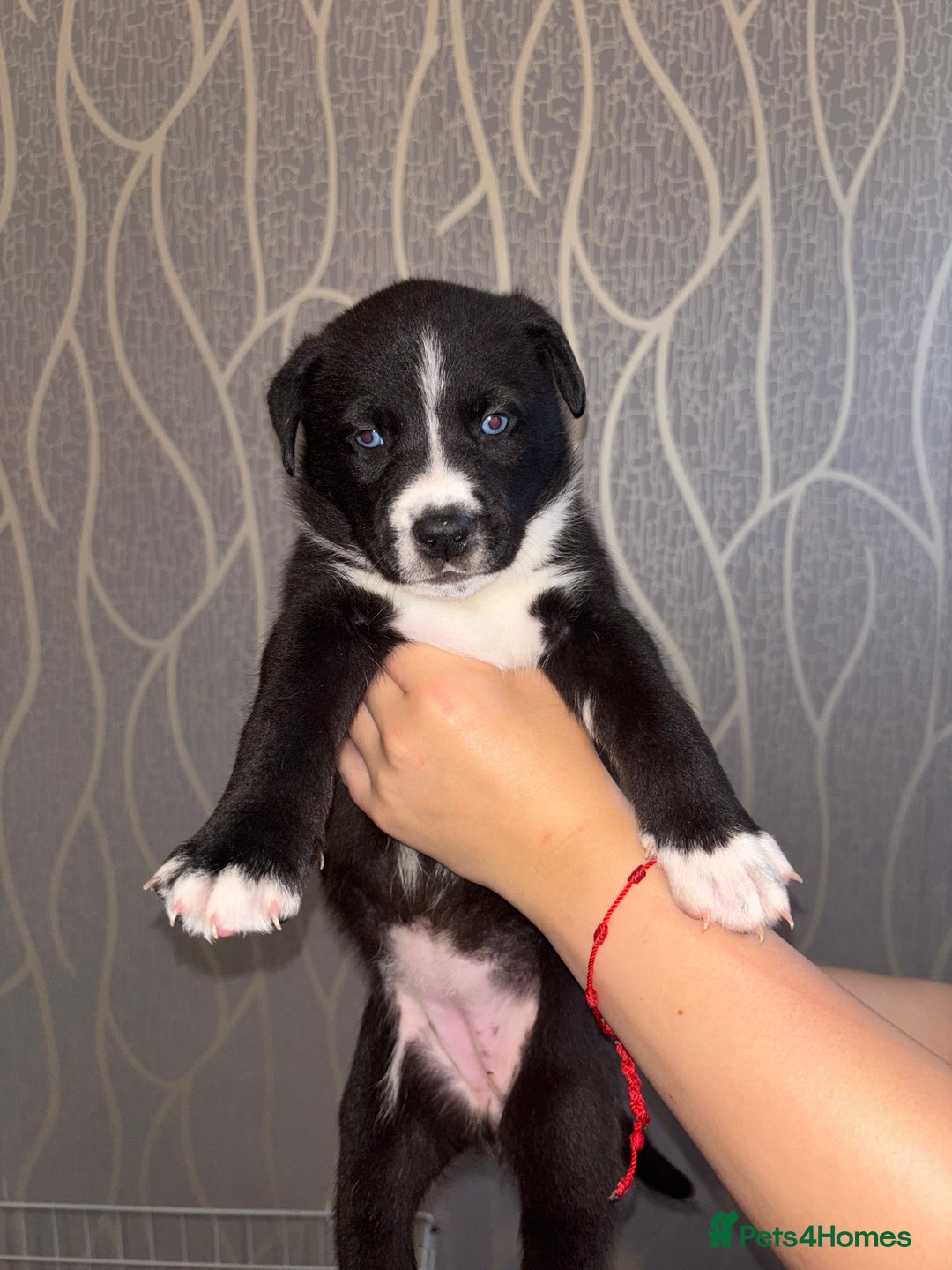 Mixed Breed dogs for sale: Husky Mix Puppies  - Image 8