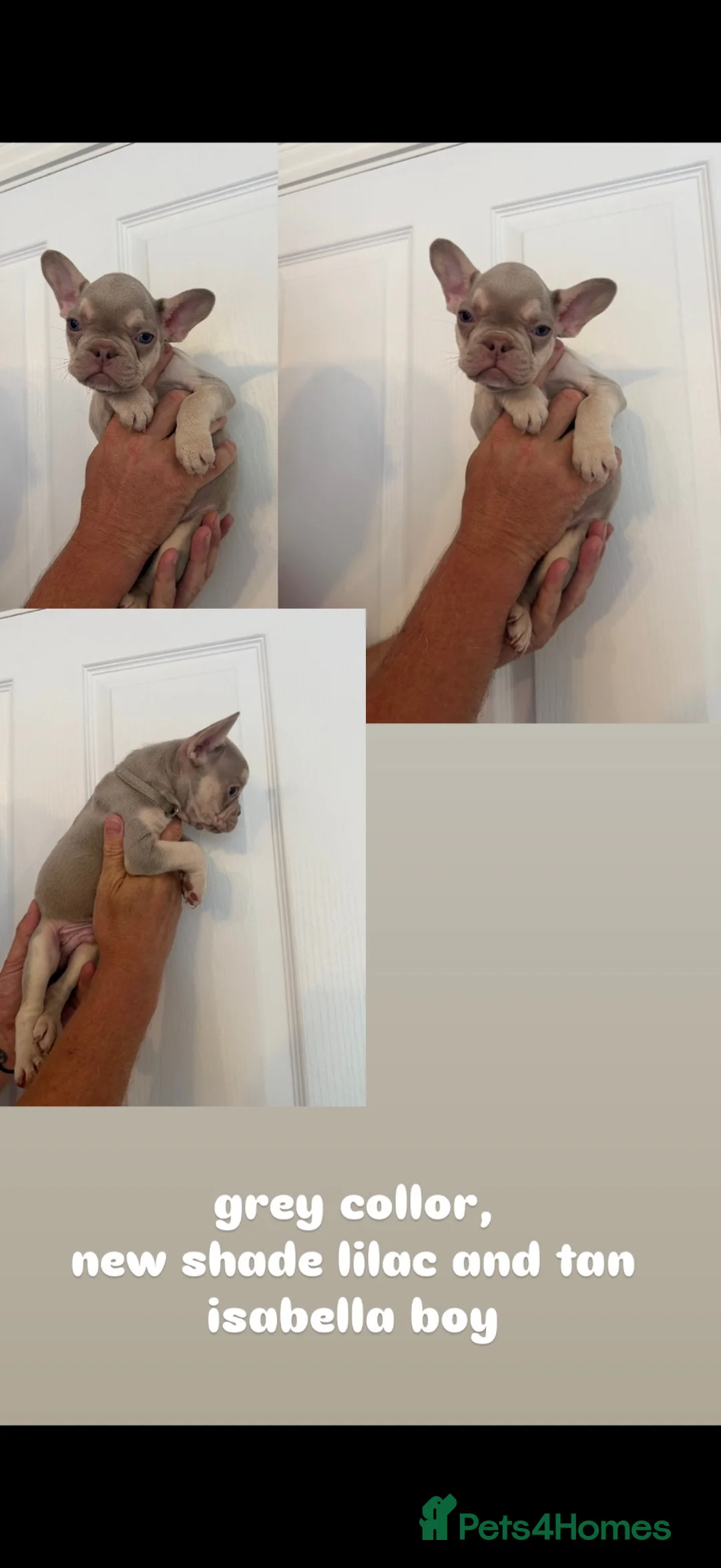 French Bulldog dogs for sale: french bull dog puppies ready now 🔥 - Advert 2