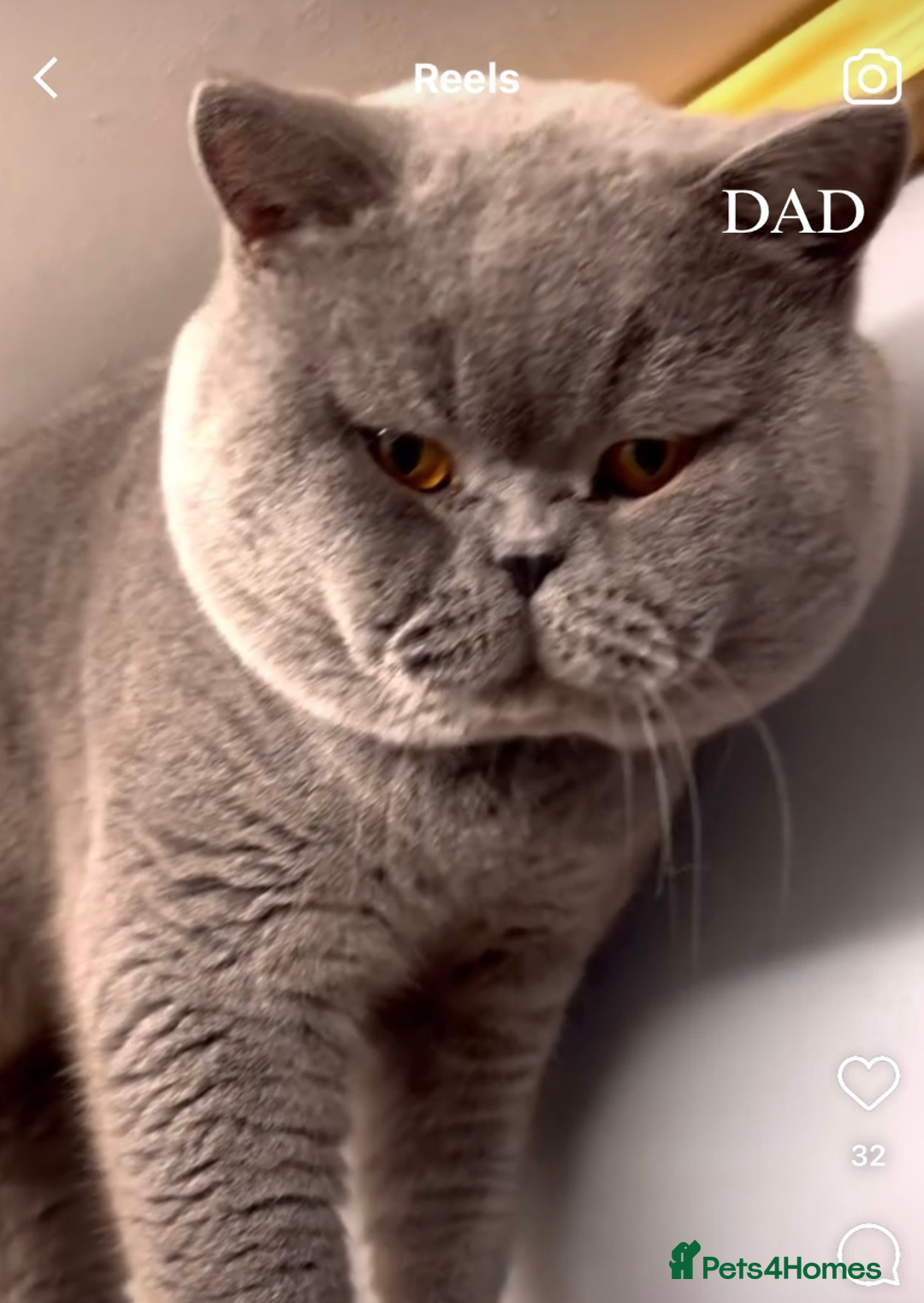 British Shorthair cats for sale: X5 British Shorthair Kittens – GCCF Registered - Advert 4