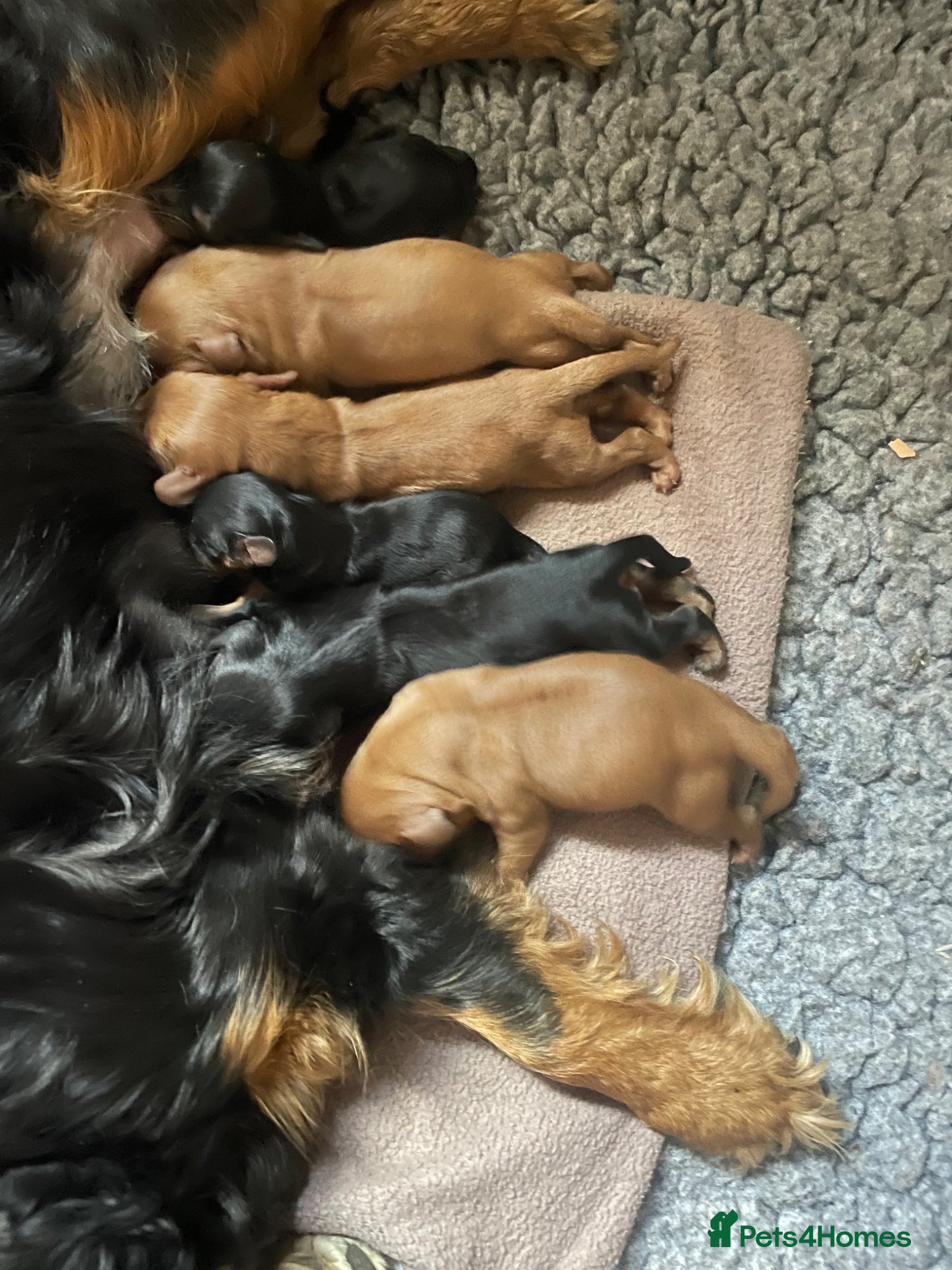Cavalier King Charles Spaniel dogs for sale: King Charles cavalier babies  - Advert 9