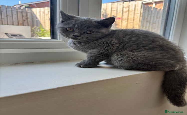 British Shorthair cats - Advert 1