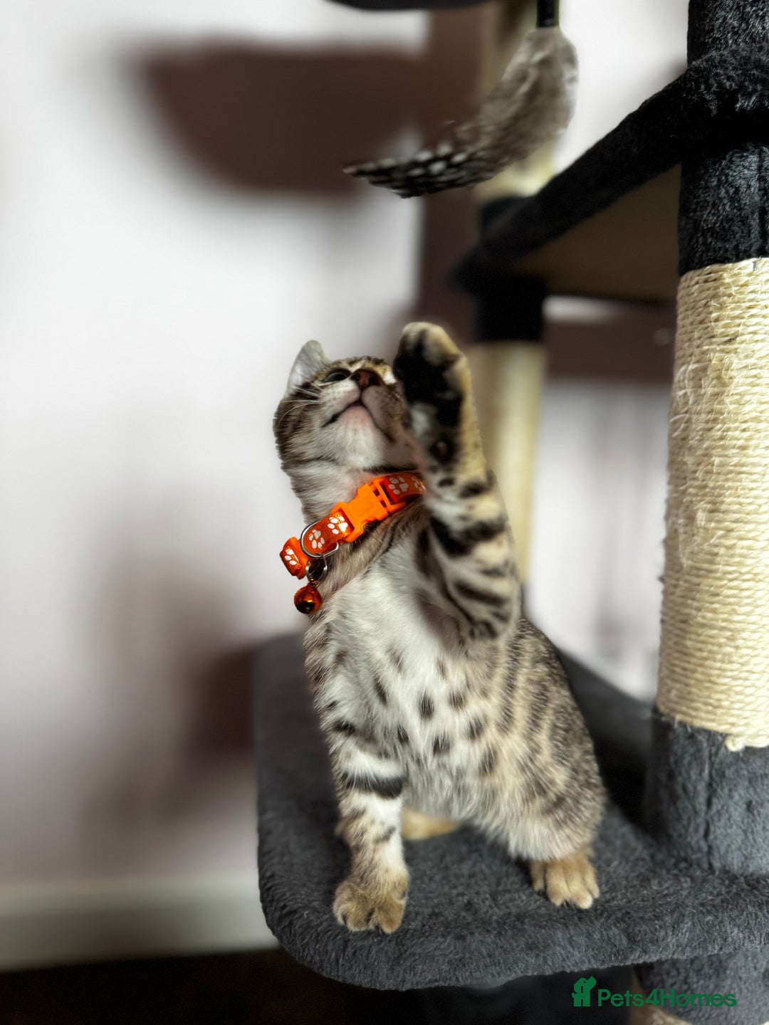 Bengal cats for sale: 🐆✨[REDUCED TO CLEAR!!] LAST THREE PURE BENGAL’S❤️ - Image 17