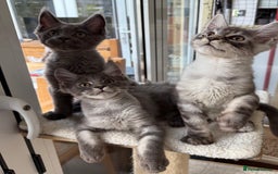 Maine Coon cats for sale: GCCF registered babies  - Image 6