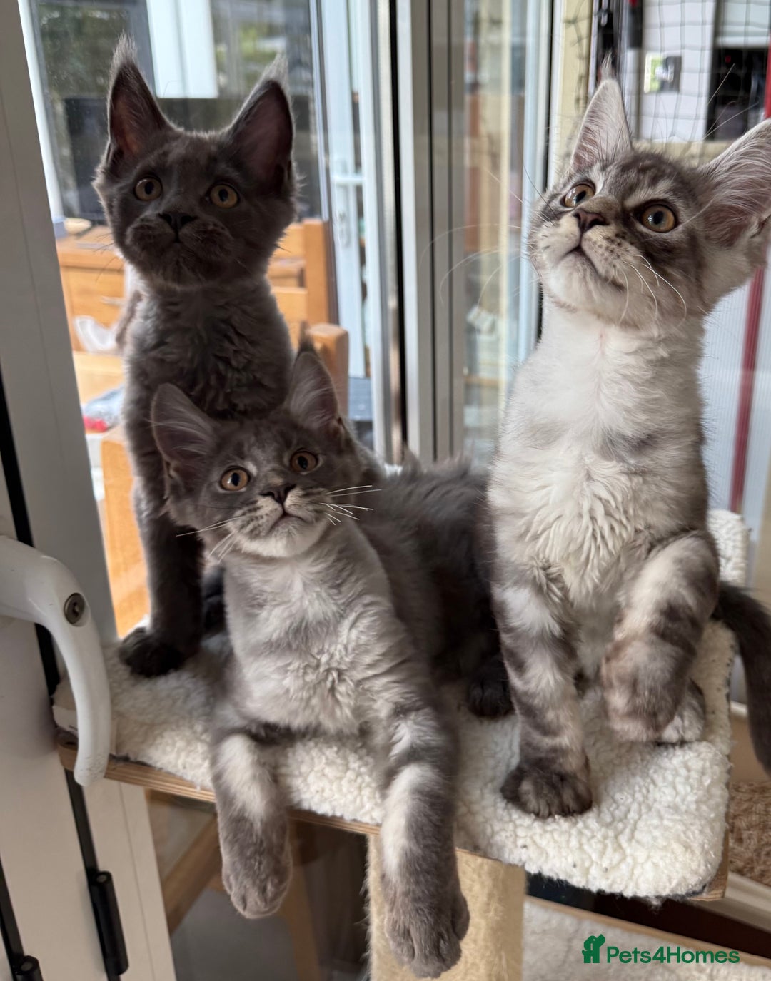 Maine Coon cats for sale: GCCF registered babies  - Image 6