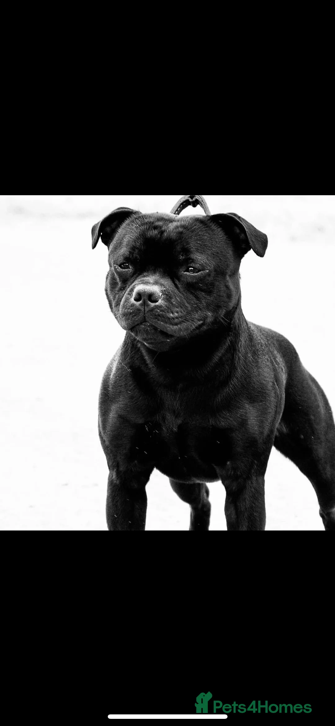 Staffordshire Bull Terrier dogs for stud: Arther - Advert 15