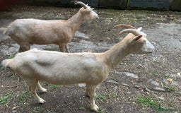 Goats livestock for sale: Golden gurnsey nanny’s  - Image 2