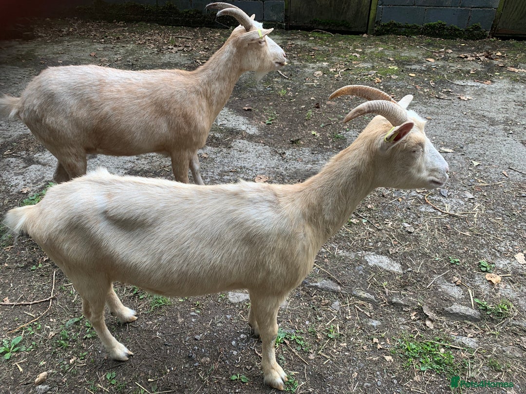 Goats livestock for sale: Golden gurnsey nanny’s  - Image 2