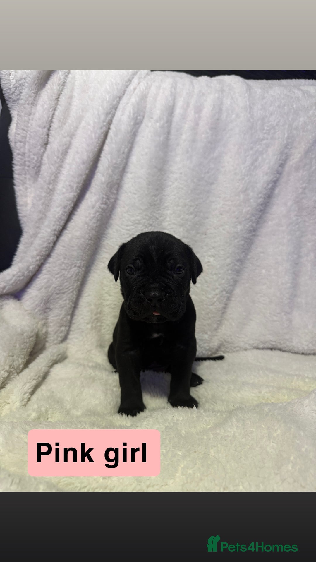 Cane Corso dogs for sale: 12 beautiful cane corso puppies 🐾 - Advert 12