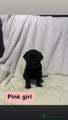 Cane Corso Puppy 11