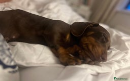 Miniature Dachshund dogs for stud: Miniature dachshund for stud - Advert 11