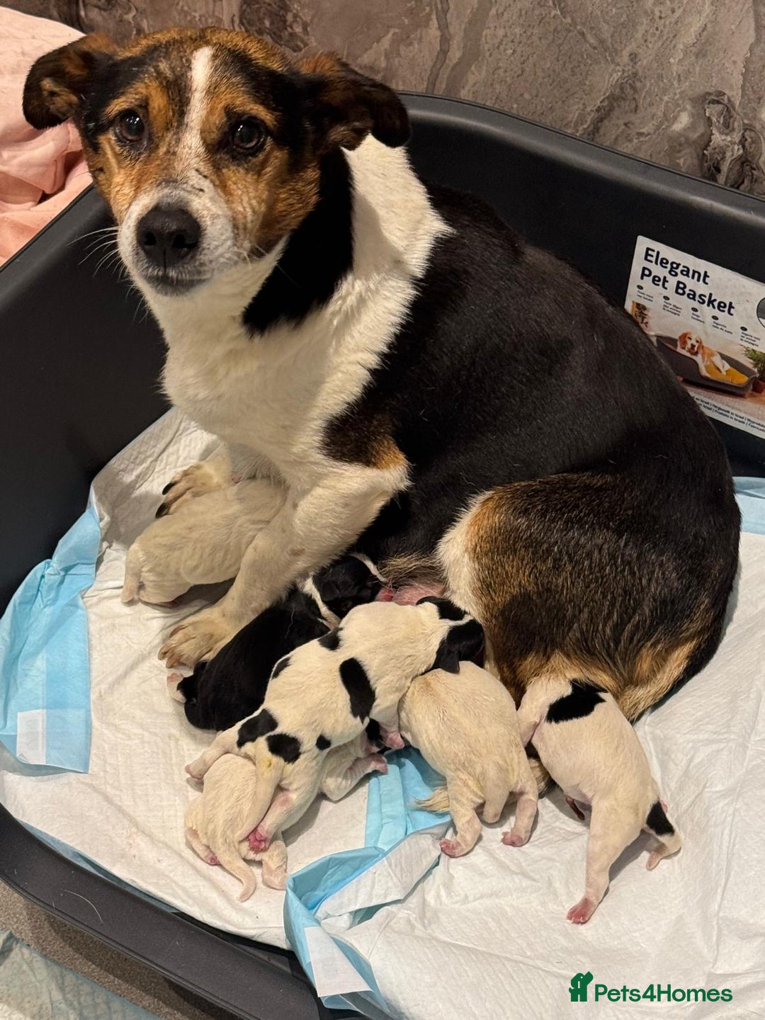 Parson Russell dogs for sale: Gorgeous Parson x Jack Russell’s  - Image 7