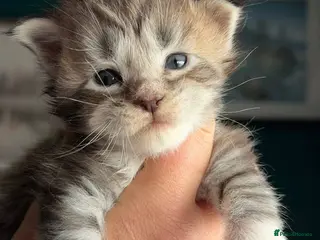 Maine Coon cats Maine Coons with Tests, Papers, Vet Checks & Vacc. - Advert 1