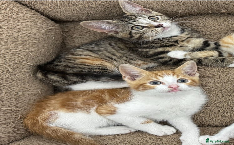 Mixed Breed cats - Advert 16
