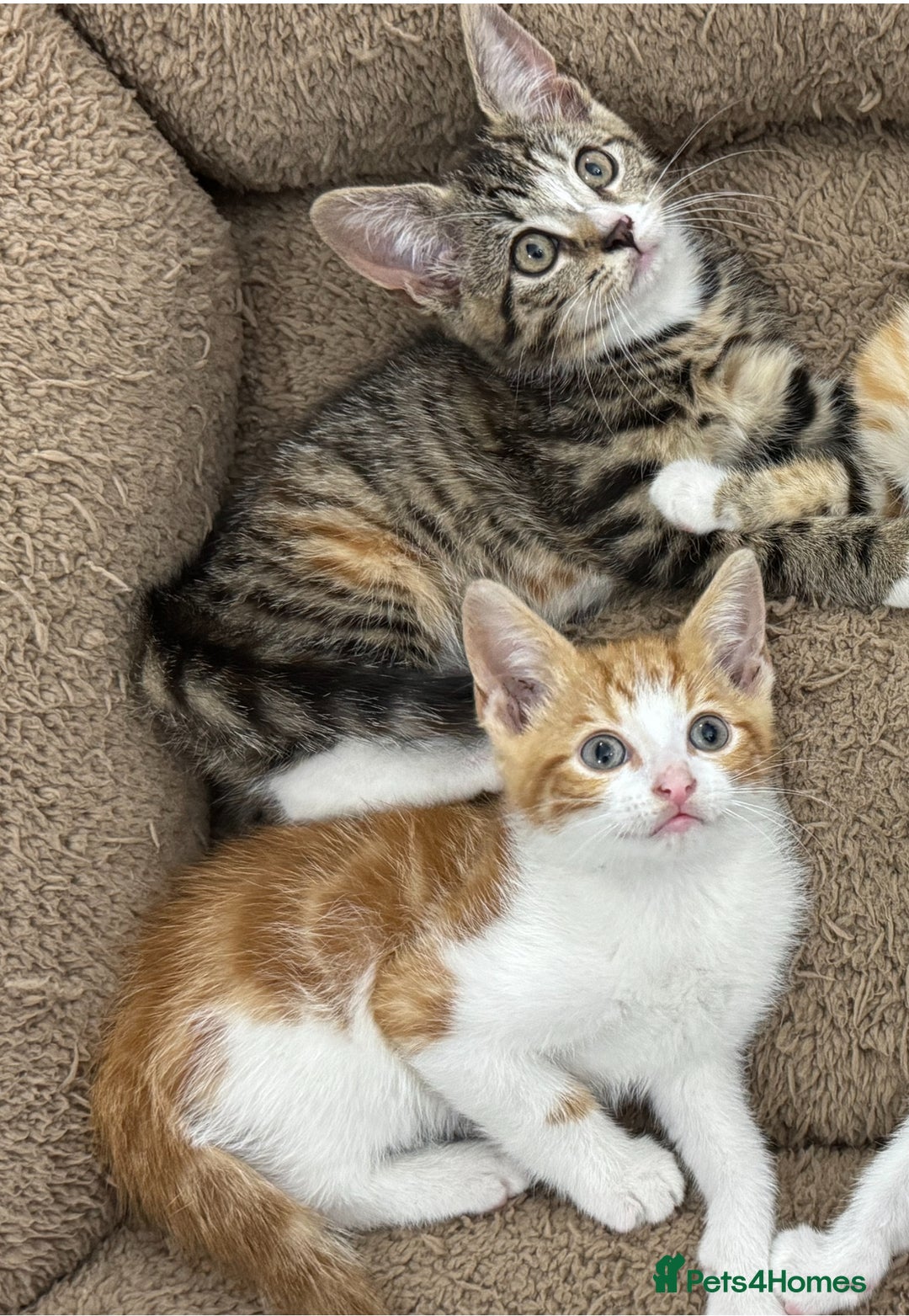 Mixed Breed cats for sale: Kittens  - Image 1