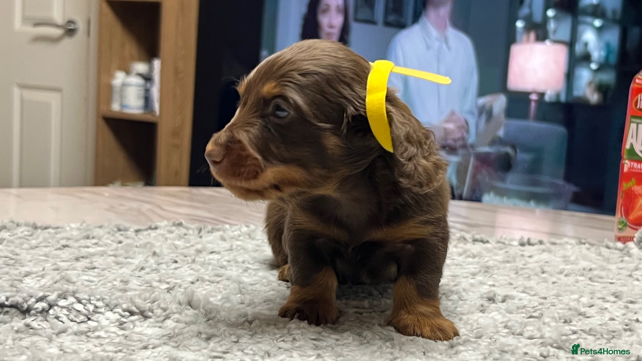 Miniature Dachshund dogs 🐾 Stunning Chocolate Cream Mini Longhair Boys ✨🐶 - Advert 4