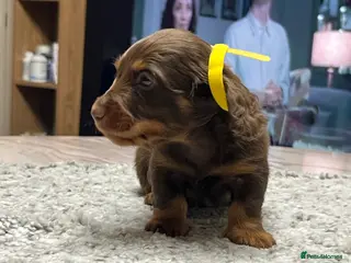 Miniature Dachshund dogs 🐾 Stunning Chocolate Cream Mini Longhair Boys ✨🐶 - Advert 4