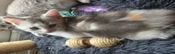 Scottish Fold cats for sale: Last one available! Female Scottish fold straight. - Advert 5