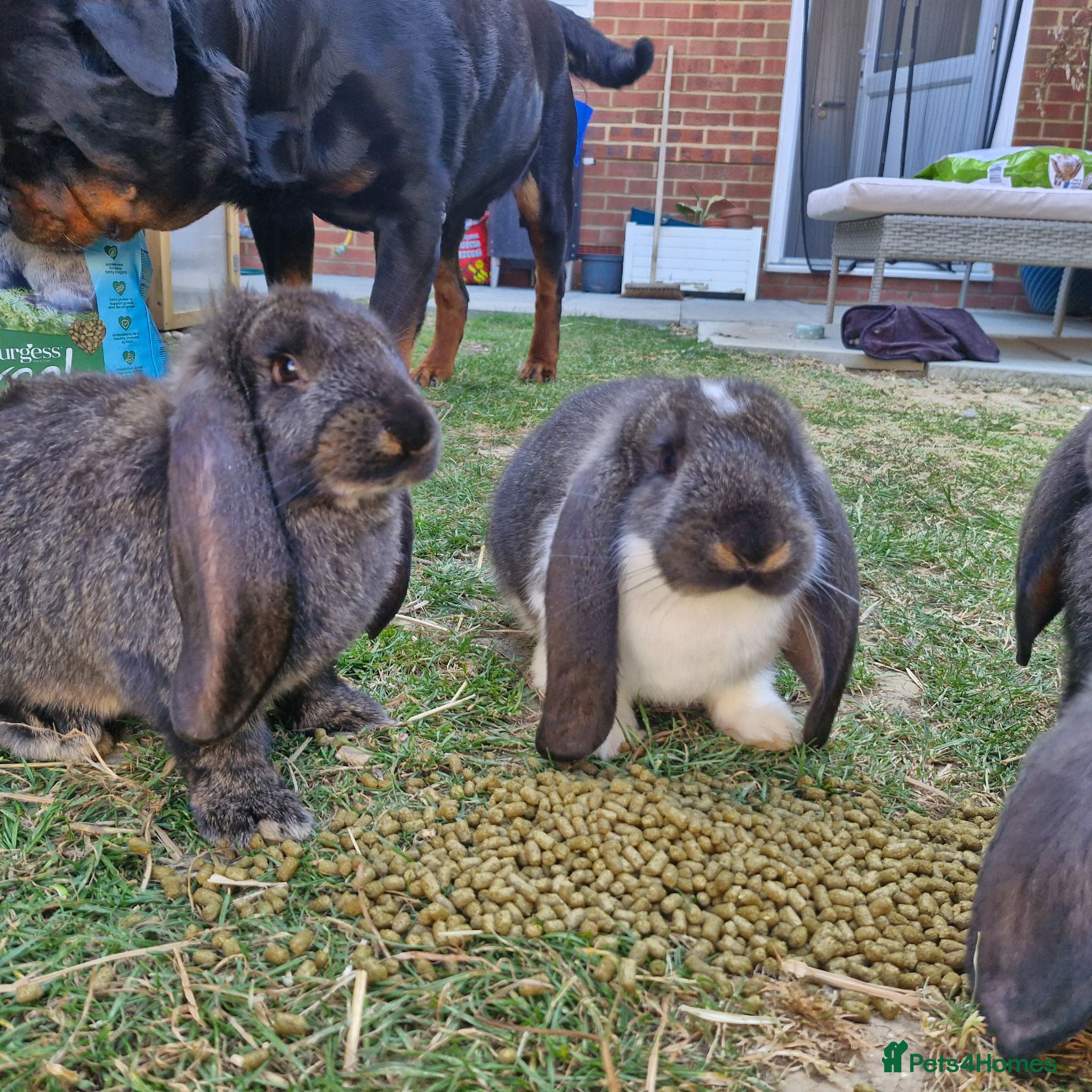 French Lop rabbits French lop girls ready now - Advert 2