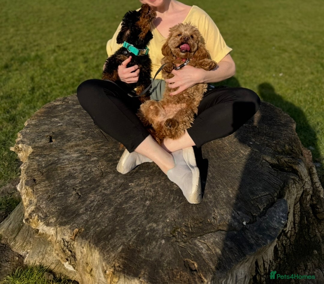 Cavapoochon dogs for sale: Toy Cavapoochon Puppies F1B - Image 9