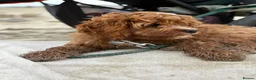 Cavapoo dogs for sale: Beautiful Cavapoo – Looking for a Loving Home - Advert 8