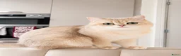 British Shorthair cats for sale: Golden Blue and Golden BSH kittens - Advert 9