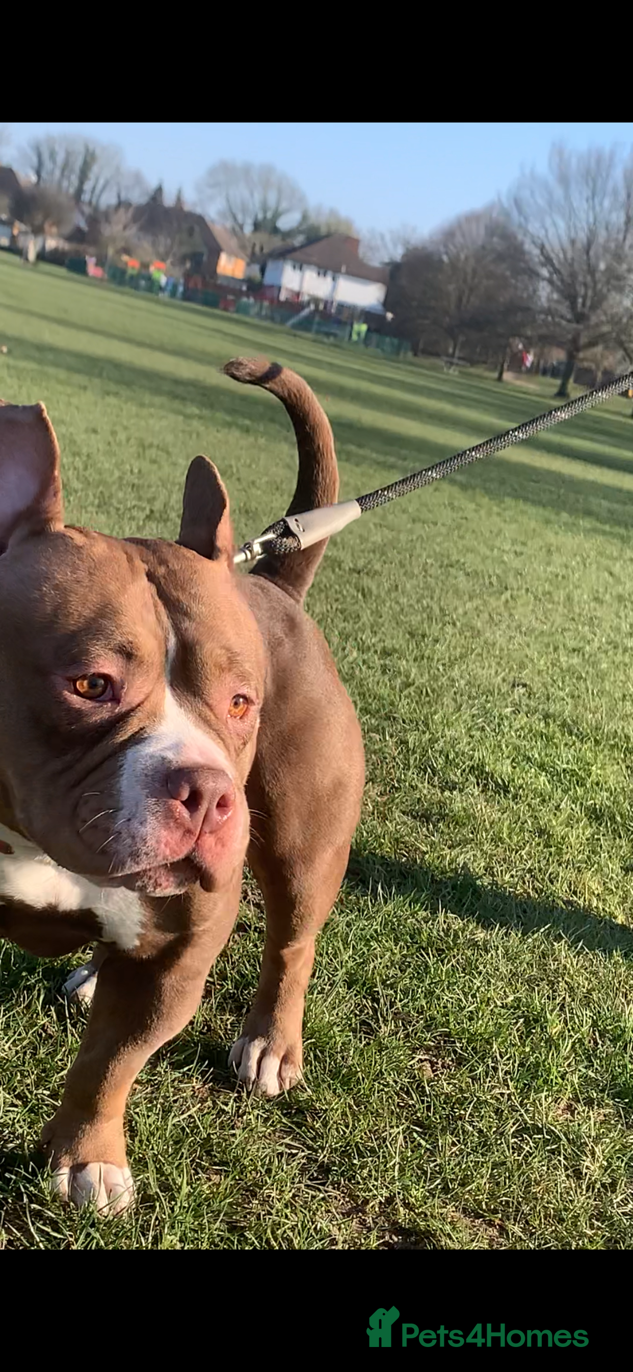 Mixed Breed dogs Stunning female pocket bully age 3 - Advert 13