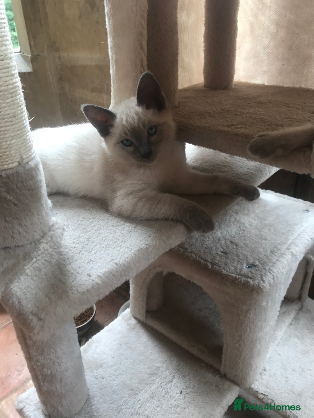 Tonkinese cats for sale: Superb Tonkdoll Kittens - Image 8