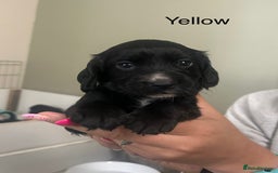 Cocker Spaniel dogs for sale: Cocker Spaniel Puppies - Image 5
