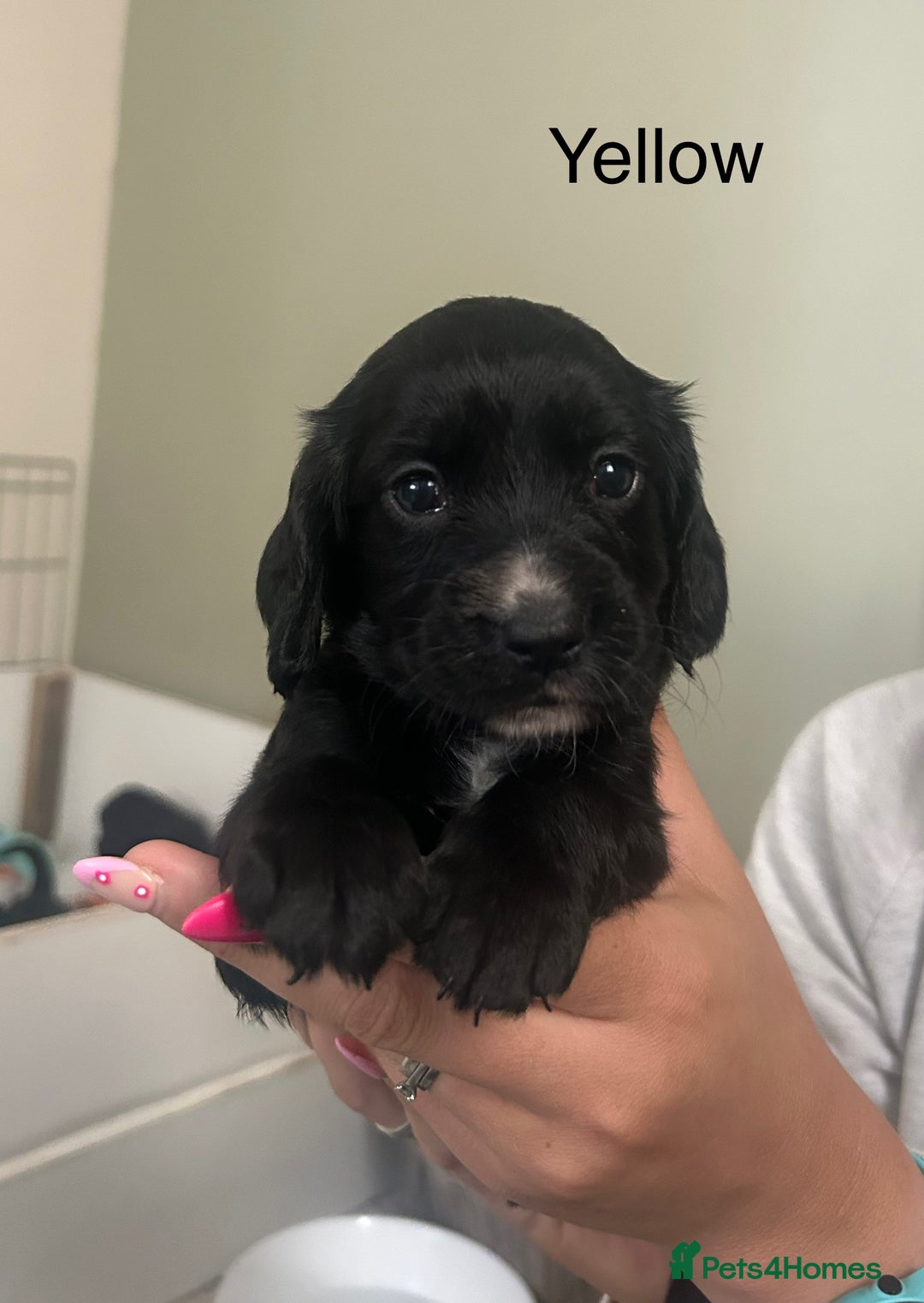 Cocker Spaniel dogs for sale: Cocker Spaniel Puppies - Image 5