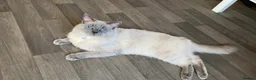 Ragdoll cats for sale: Male ragdoll - Advert 2