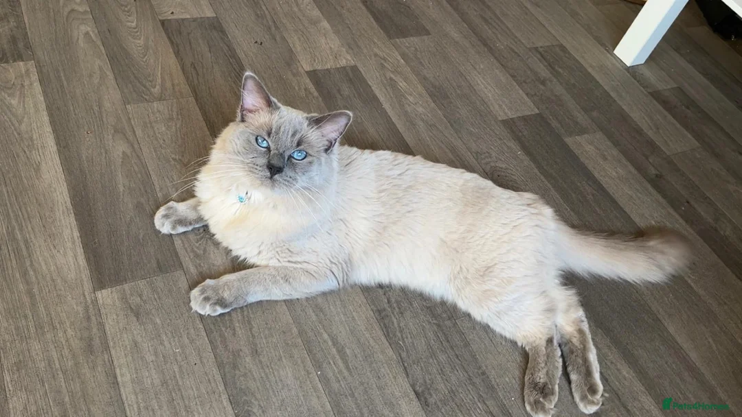 Ragdoll cats for sale: Male ragdoll - Advert 2