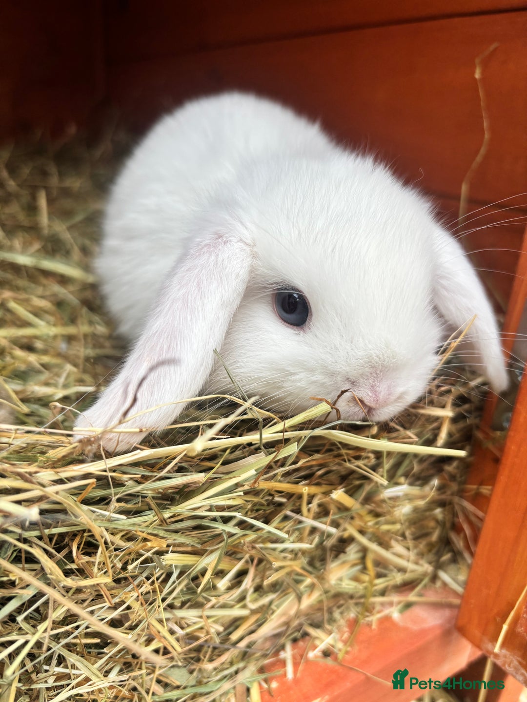 Mini Lop rabbits for sale: Mini lop rabbits  - Image 4