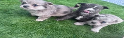 Mixed Breed dogs for sale: Pomchi shitzu puppies in Llanelli - Advert 3