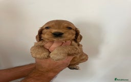 Cocker Spaniel dogs for sale: *READY NOW* COCKER SPANIEL PUPPIES KC REG SHOW in Newmarket - Image 11