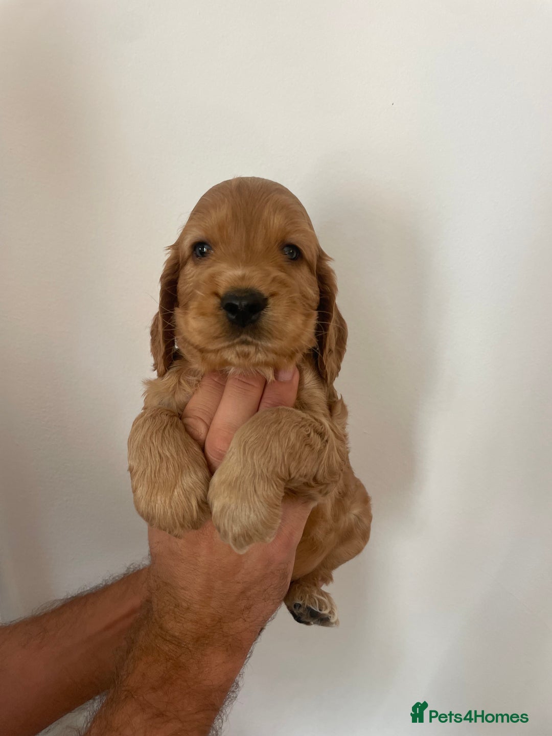 Cocker Spaniel dogs for sale: *READY NOW* COCKER SPANIEL PUPPIES KC REG SHOW in Newmarket - Image 11