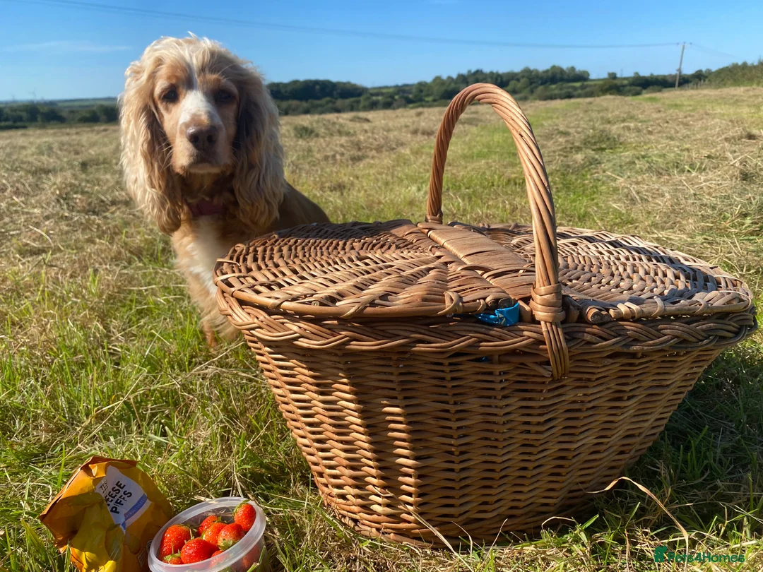 Cocker Spaniel dogs for sale: 2 boys Ready to leave working cocker spaniel  - Advert 6