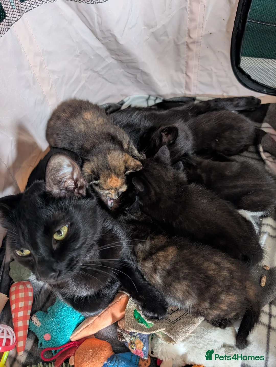 Mixed Breed cats for sale: 2 Male Mixed kittens - Advert 1
